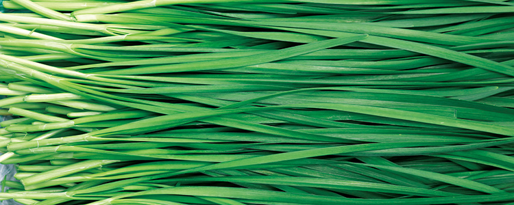 色鮮やかで肉厚 甘みとコクの 海藻アルギットにら ふるさと探訪 Apron