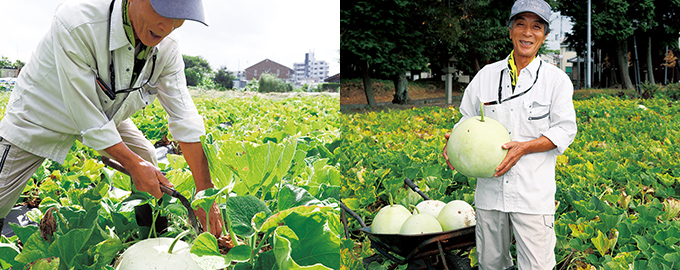 自然が育む滋味深い味わい水口かんぴょう ふるさと探訪 Apron
