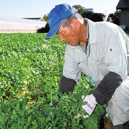 独特の香りと鮮度が命 春菊 ふるさと探訪 Apron