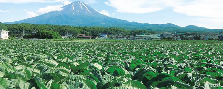 富士山の麓で育まれる高原キャベツ ふるさと探訪 Apron 富士山の麓で育まれる高原キャベツ ふるさと探訪 Apron