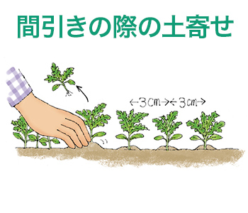 間引きの際の土寄せ