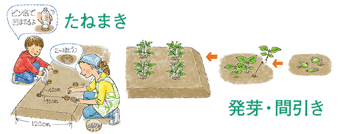 たねまき 発芽・間引き