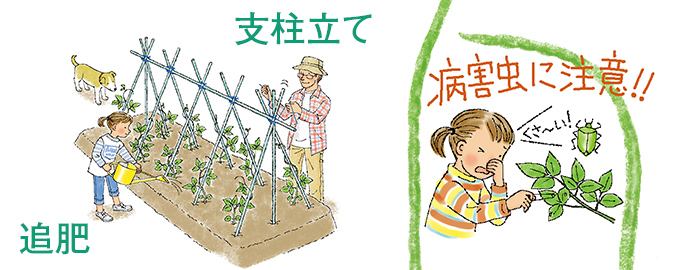 支柱立て 追肥 害虫に注意!!