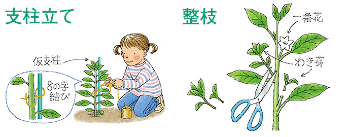 支柱立て・整枝