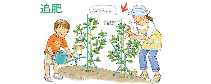 追肥