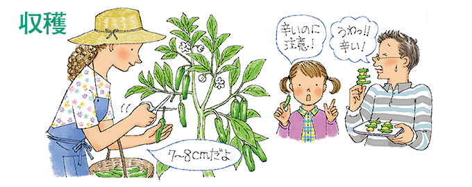 収穫