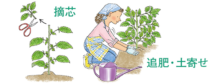 摘芯 追肥・土寄せ