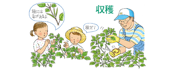 収穫
