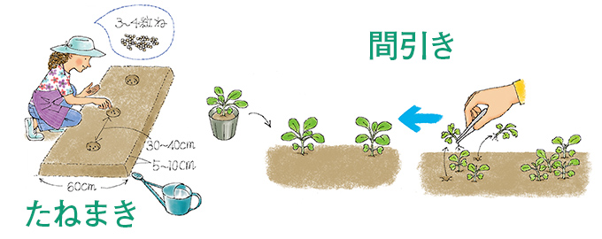 たねまき 間引き