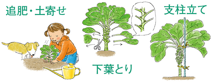 追肥・土寄せ 下葉とり 支柱立て