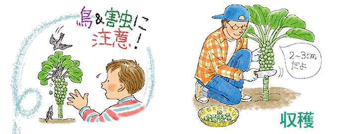 鳥&害虫に注意