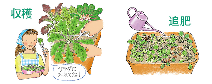 収穫 追肥