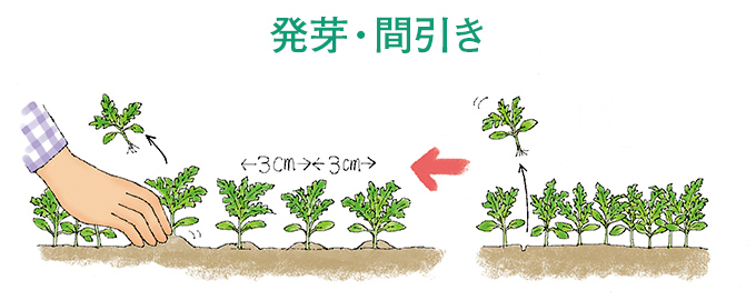 発芽・間引き