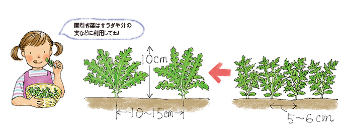 発芽・間引き