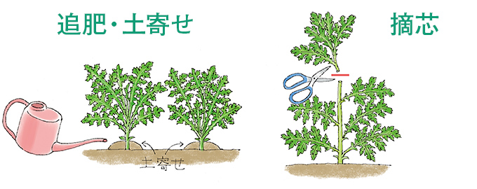 追肥・土寄せ 摘芯