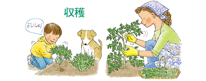 収穫