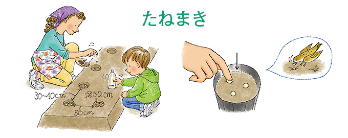 たねまき