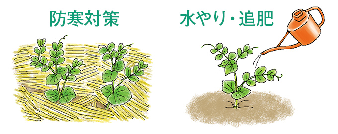 防寒対策・水やり・追肥