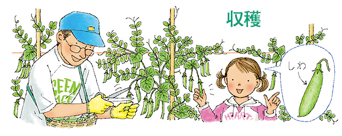 収穫