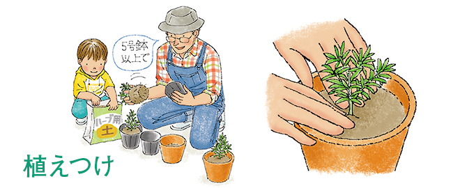 植え付け
