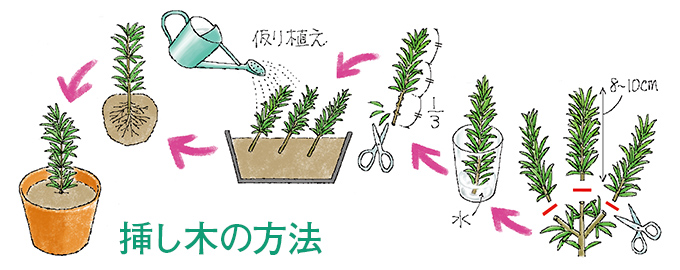 挿し木の方法