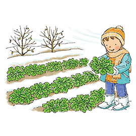 葉もの野菜は霜があたると美味しいというのは、ホント?