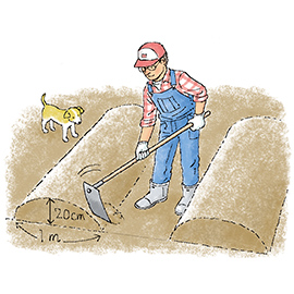 サツマイモの畝は高くしないといけない、と聞きましたがどうしてですか?