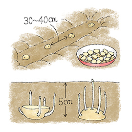 じゃがいもの種いもを植えつける時、切り口は上向きか下向きかでいつも悩みます。どんな違いがありますか?