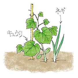 「コンパニオンプランツ」って何ですか?