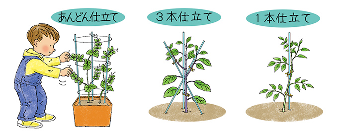 支柱の立て方 初心者も図解で簡単家庭菜園 プランターでも畑でも Apronわくわく菜園づくり