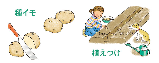 種イモ・植えつけ
