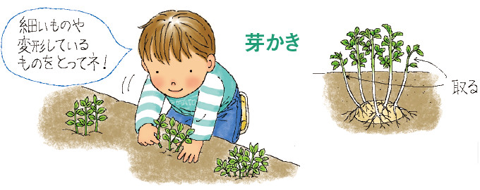 芽かき