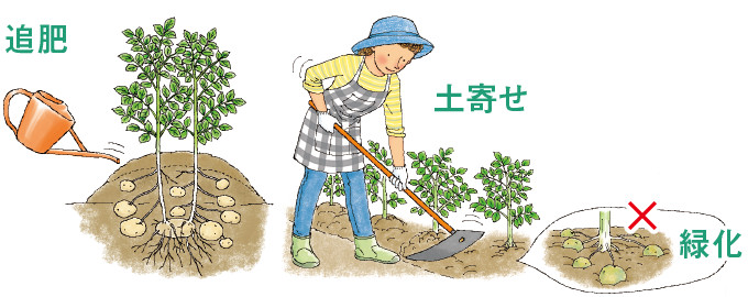 追肥・土寄せ