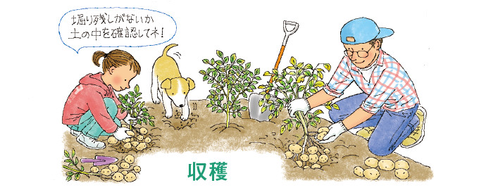 収穫