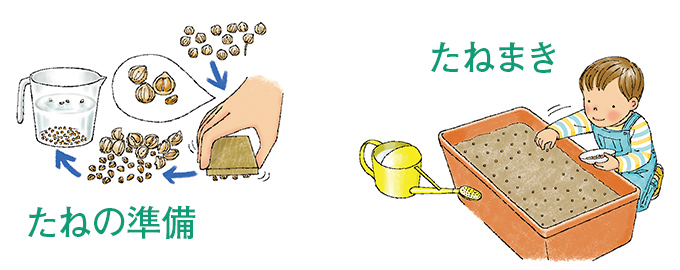 コリアンダー・たねの準備・たねまき