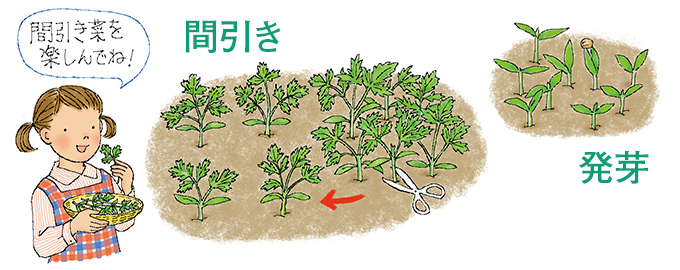 発芽・間引き