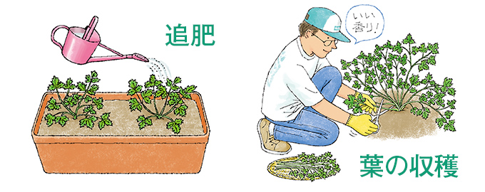 追肥・葉の収穫