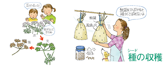 種(シード)の収穫