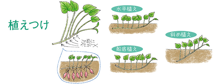 植えつけ