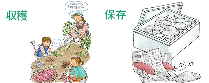 収穫・保存
