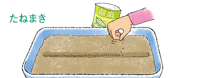 たねまき