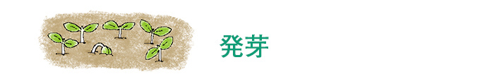 発芽