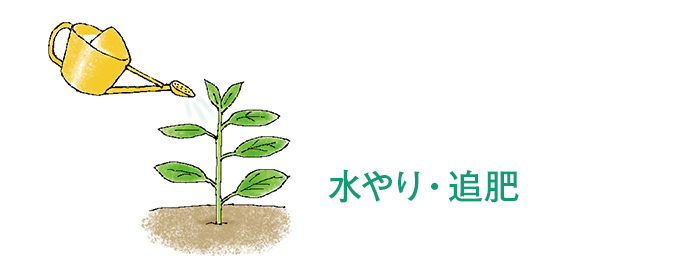 水やり・追肥