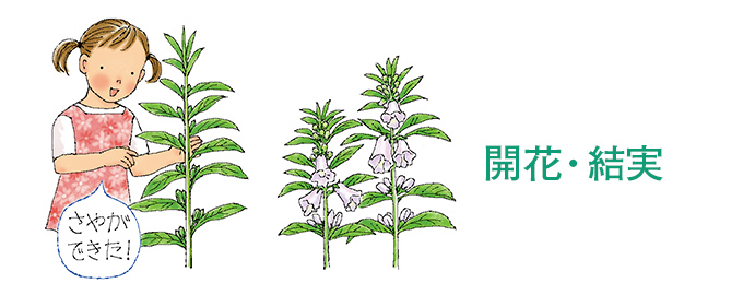 開花・結実