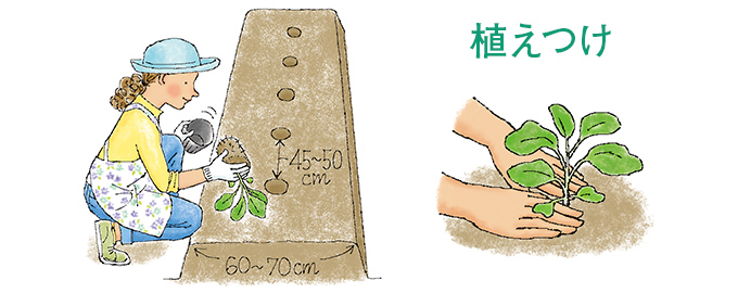 植えつけ