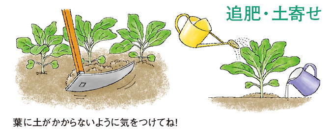 発芽