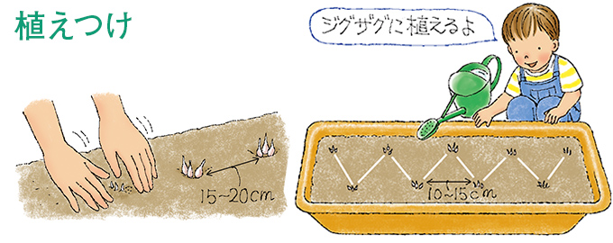 植えつけ