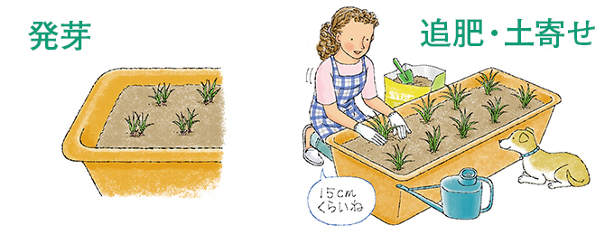発芽・追肥・土寄せ