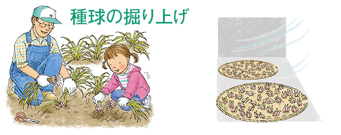 種球の掘り上げ