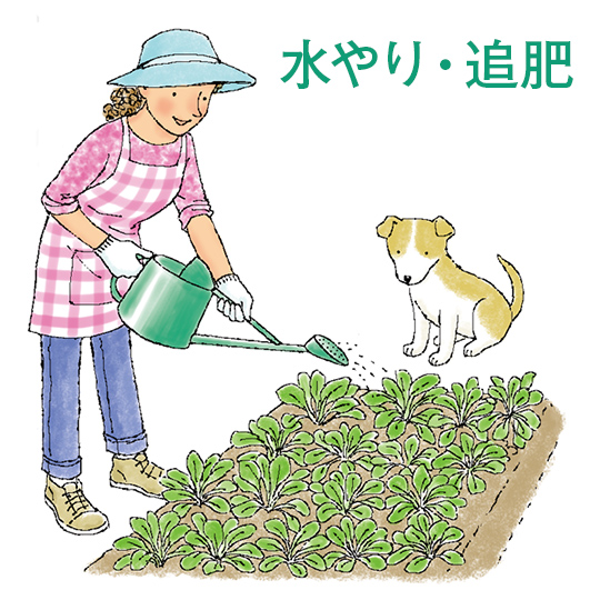 水やり・追肥